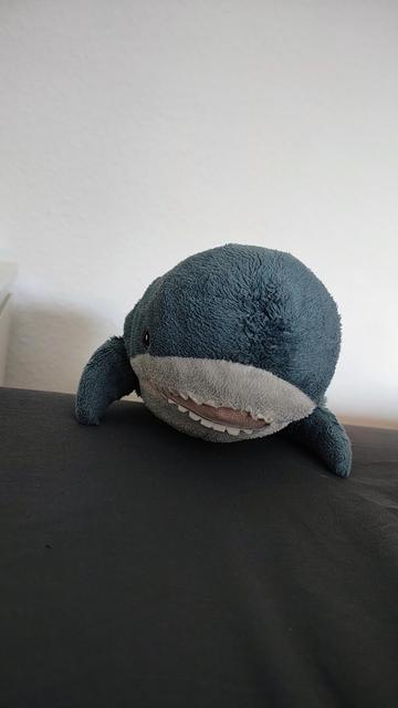 Smolhaj ist am Bett hochgeklettert und schaut direkt in die Kamera