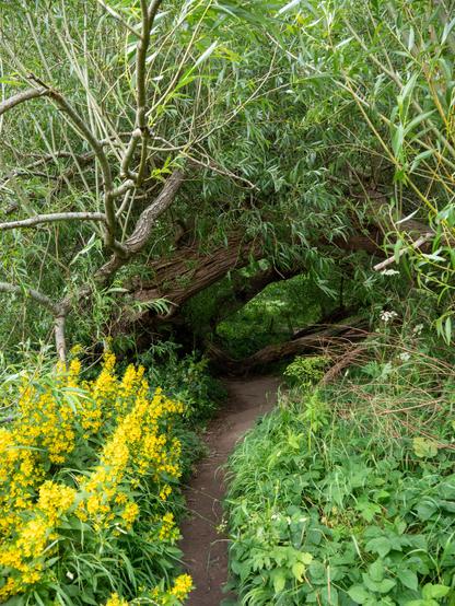 A path lined with wild and not-so-wild flowers passes through a large, fractured and collapsed, but still growing, willow.