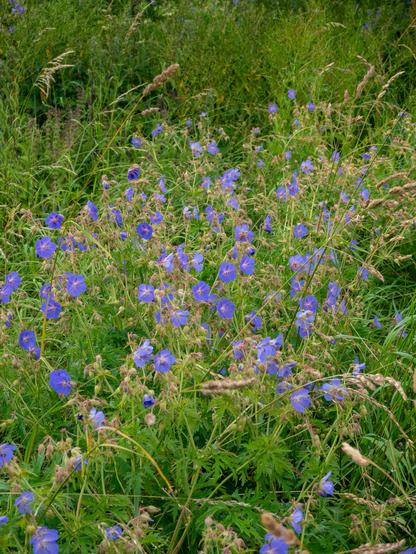 A big patch of meadow cranesbill among long grasses.
