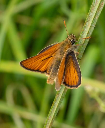 A mall skipper butterfly on a grass stem.