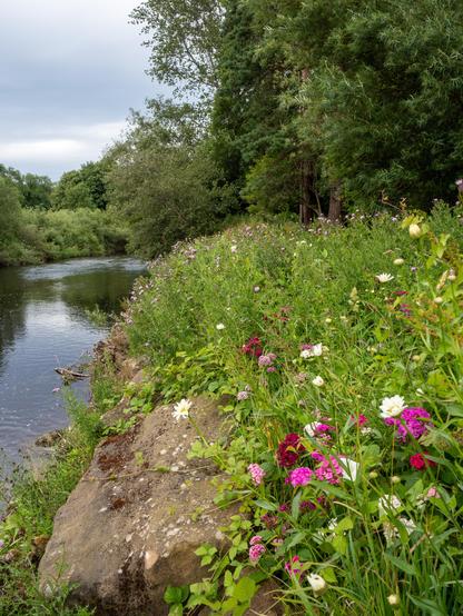 Another bold display of wild and not-so-wild flowers on a riverbank.