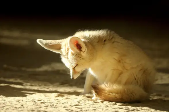 A fennec fox looking very sleepy and her head about to fall over.