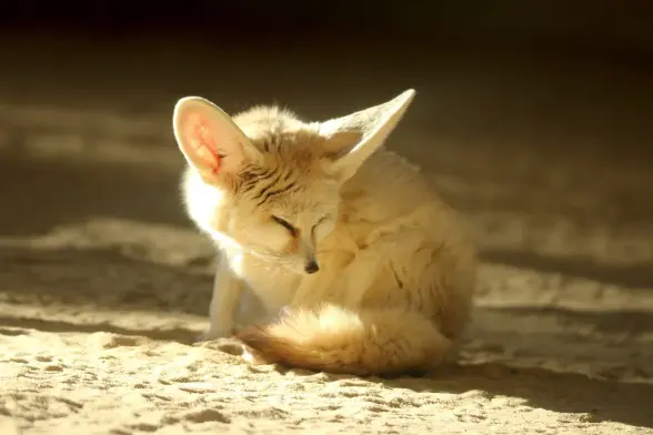 A slightly sly looking fennec fox. She just got up and was looking for a "better" place to continue sleeping as this one was not in the sun anymore. It was during winter.