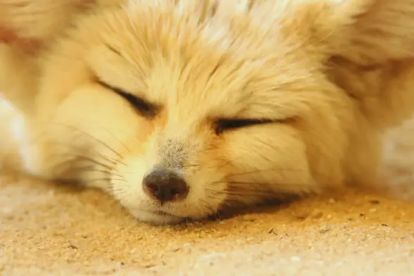 A close up or a really blissful looking fennec fox.