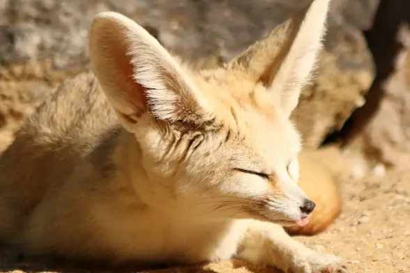 A fennec fox looking ridiculously happy lying in the sand and tongue sticking out a cm.
