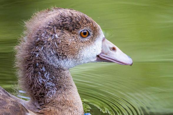 Portrait einer jungen Nilgans
