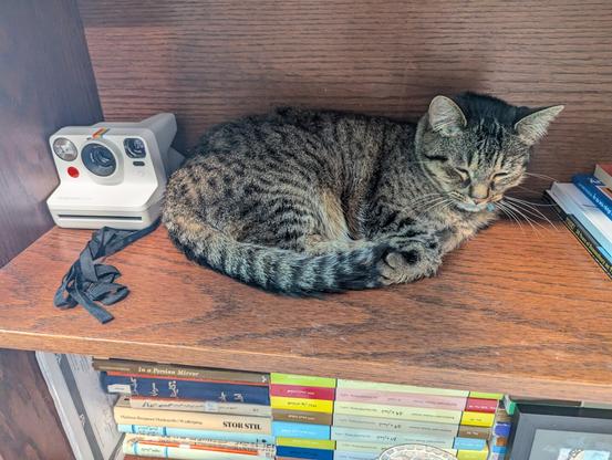 A cute tabby cat chilling on a bookshelf next to a Polaroid camera.