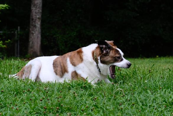 A white and brown dog lying on wet green grass in his yard with a big yawn