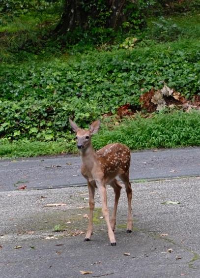 A long shot of a fawn standing on a gray driveway