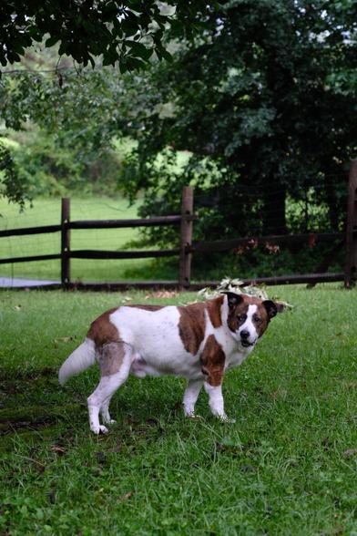 A white and brown dog standing on wet green grass in his yard looking back