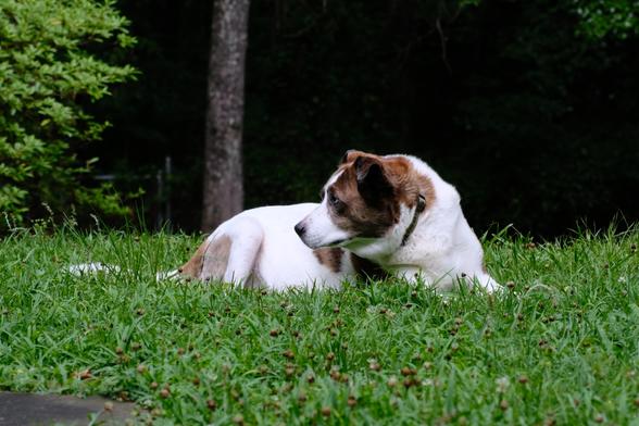 A white and brown dog lying on wet green grass in his yard looking toward the left side of the screen