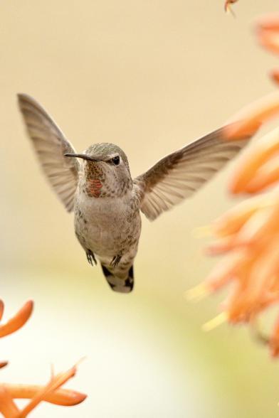 Allen’s hummingbird hovering near orange firecracker plants