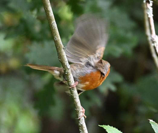 Rouge-gorge en train de décoller. Il est de profil, on voit une aile levée qui est floue par le mouvement. Il est posé sur une branche fine presque verticale. Il tourne la tête vers l’arrière. En fond, des feuilles vertes floues.