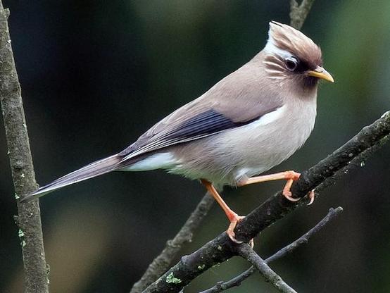 Picture of White-collared Yuhina