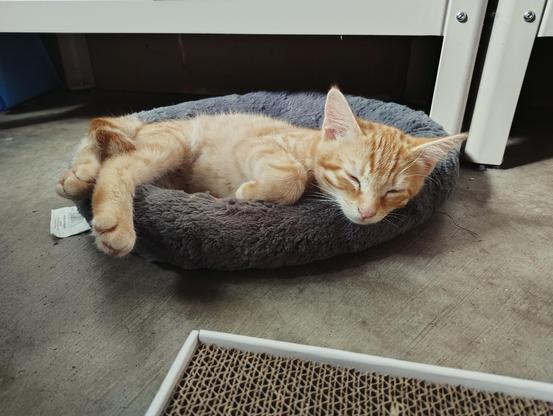 Mr Cornelius, an orange tabby cat, snoozes in a big bed on a concrete laundry room floor.