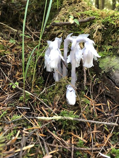 Stark white flowers hanging down on cane-shaped stalks that are the same color white as the flowers. They are growing out of mossy earth, strewn with pine needles. The stalks have white scale-like leaves in places