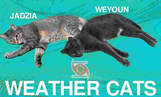 A LIGHT GRAY STRIPED CAT & A DARK GRAY CAT LAY CLOSE 2 EACH OTHER. ABOVE THE LIGHT GRAY CAT IS THE NAME JADZIA, ABOVE THE DARK GRAY CAT IS THE NAME WEYOUN. BELOW THEM READS WEATHER CATS. ALL AGAINST A STRANGE TEAL BACKGROUND