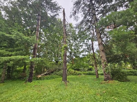 3 white pines in foreground. Wooded area in background. 

Top of middle white pine laying on ground in back.