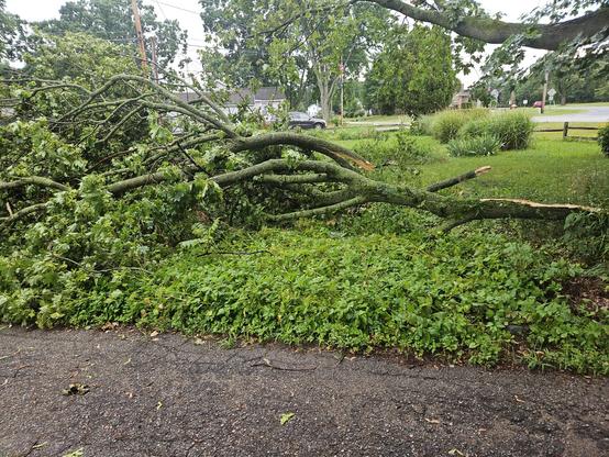 Maple tree branch, about 30-35 feet laying right to left... top with leaves to left.