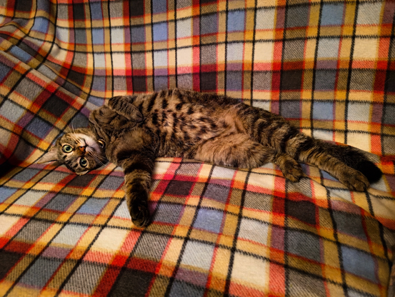 A brown tabby cat with a spotted belly lies comfortably on a colorful plaid blanket, stretched out with one paw extended and the other curled close to its chest. The cat gazes directly at the camera with wide green eyes, looking calm, playful, and completely at ease.