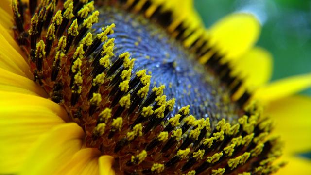 Sunflower.