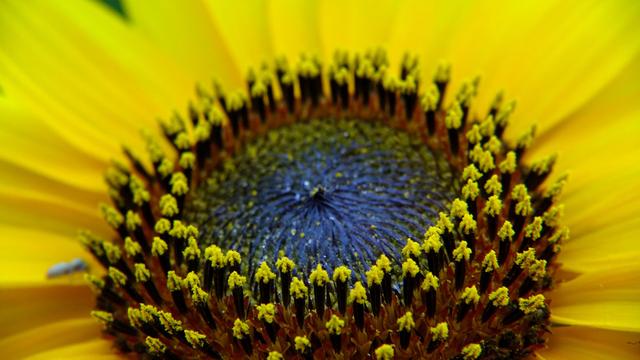 Sunflower.