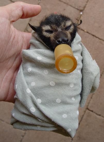 Spectacled flying fox