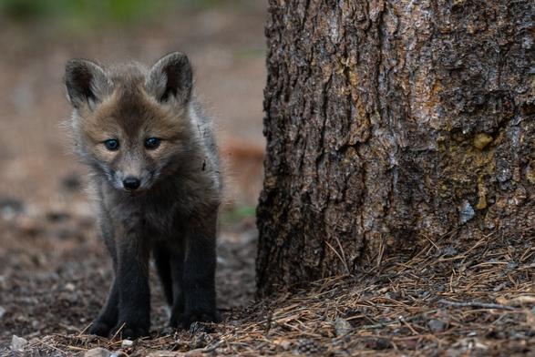A red fox kit standing cautiously next to a large tree. The floor is full of pine needles.