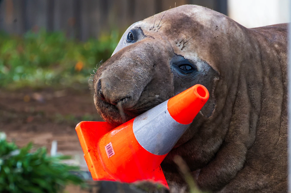 Neil the Seal snuggles up to an orange traffic cone