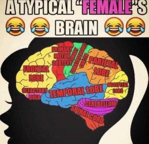 Top text: A TYPICAL "FEMALE"S BRAIN (lots of laughing emojis)
Picture is just a brain with every part labeled correctly, no joke