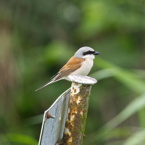 Ein Neuntöter (Lanius collurio) sitzt auf einem Blechschild, das an einem verrosteten Metallpfahl befestigt ist. Der Vogel ist im Profil zu sehen. Das Schild schräg von hinten.
Das Männchen des Neuntöters hat einen grauen Kopf mit schwarzem Augenstreif. Die Kehle ist weiß, Brust und Bauch sind hellrosa. Der Rücken ist rotbraun, der Schwanz schwarz. Das Weibchen ist rotbraun gefärbt, im Nacken gräulich. Die Augenmaske ist dunkelbraun. Die Unterseite ist cremeweiß mit Querbänderung.
Der schwarze Schnabel des Neuntöters ist kräftig, seitlich abgeflacht und hat einen ausgeprägten Haken sowie eine leichte Zähnung kurz vor der Spitze des Oberschnabels. An der Basis ist er mit ausgeprägten Schnabelborsten versehen. Die kräftigen Füße sind schwärzlich.