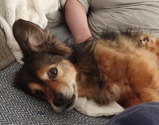 Kokonimix Sean liegt aufm Sofa auf der Seite,  ein Ohr ist hochgeklappt