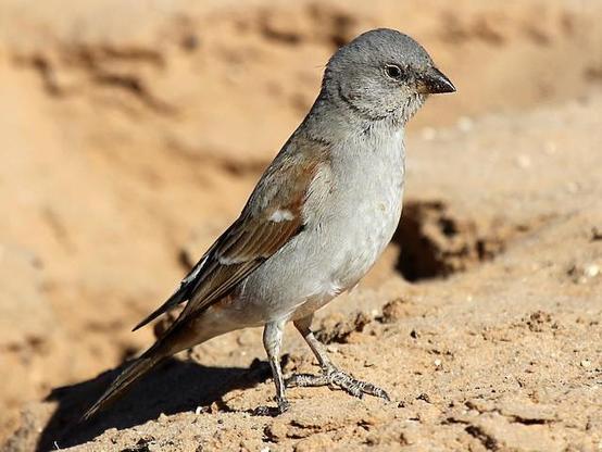 Picture of Southern Gray-headed Sparrow