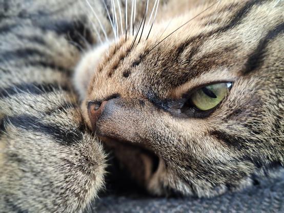 Op de foto de kop van kat Moos, die denkt, alweer 'n foto....