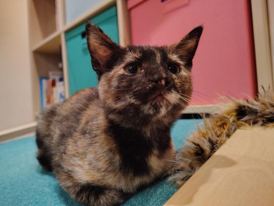 A little tortie kitten with an upturned cute face.