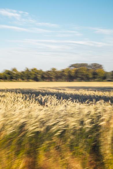Intentional motion blur shot of a golden grain field swaying in the wind under a blue sky with wispy clouds, with a line of trees blurred on the horizon.