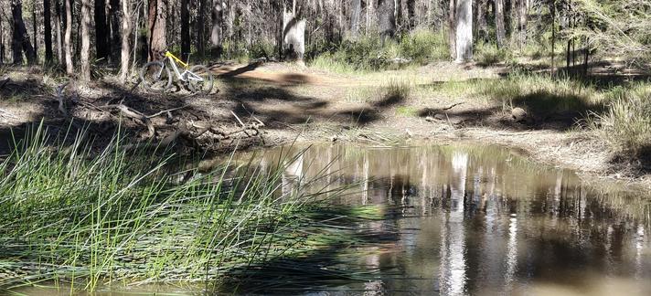 A blue and yellow eMTB leans against one of many trees on the other side of Woody Pear dam, a small firefighting dam off the Oaks firetrail. It's nearly empty. A large clump of reeds grows in the foreground. The water reflects the surrounding bushland.