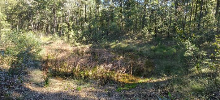 The Oaks dam sits in a small bush valley, and is even dryer. It's largely overgrown. There's some water, but not enough to be useful for firefighting. Birds and animals don't care.