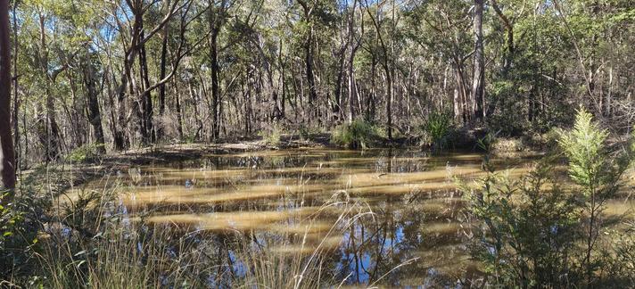 A small dam, unnamed, near the Woodford end of the Oaks firetrail. It's nearly full to overflowing with muddy water. Like the others, surrounded by natural bushland on a clear sunny day. Some blue sky is visible.