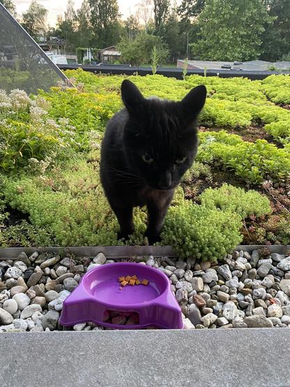 Black cat sitting on a green roof eating treats from a purple plastic tray.