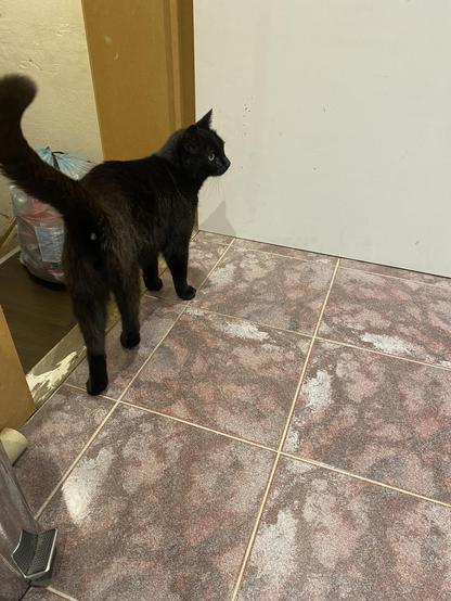 The same black cat, now inside, looking back to make sure his escape route is still free.