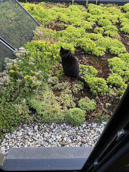 Black cat back outside on the green roof, looking behind him to see if any more treats are forthcoming.