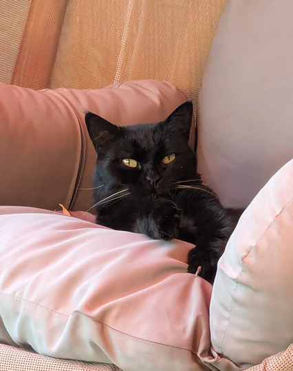 schwarze Katze auf weichem Gartenstuhl Kissen