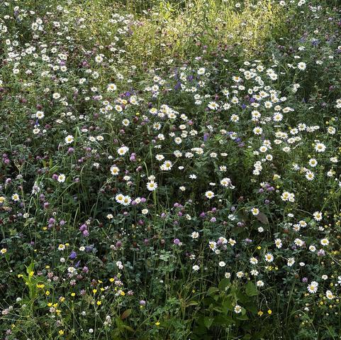 Photograph of a wildflower meadow, showing an opulent mosaic of white daisies, pink clovers, blue vetches, yellow buttercups, amidst green foliage with lime and bluish hues, the scene partly lit by the sun.

Photographie d'une prairie de fleurs sauvages, montrant une mosaïque opulente de marguerites blanches, de trèfles roses, de vesces bleues, de boutons d'or jaunes, au milieu de feuillage vert aux nuances limes et bleutées, la scène en partie éclairée par le soleil.