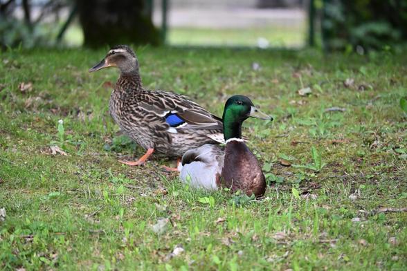 Un canard à col vert installé au sol, et derrière lui une canne debout. Le canard est orienté à peu près vers la caméra, la tête tournée vers la droite, il semble regarder du coin de l’œil vers la caméra. La canne est tournée vers la gauche. Ils sont sur de l’herbe verte. Ils ont l’air tranquilles.