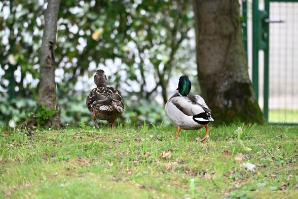 Les deux canards en train de marcher vu de dos. Ils ont l’air de partir à l’aventure. La canne est à gauche et légèrement devant le canard. Ils sont sur de l’herbe verte, et en fond il y a 2 troncs fins et une haie flous.