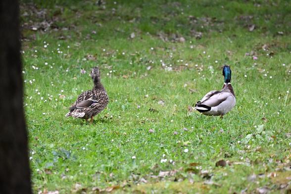 Les deux canards vus de trois quarts de dos, debout et immobiles. Ils ont la tête dressée et légèrement tournée, on dirait qu’ils ont aperçu un danger et se disent "oh !". La canne est à gauche, les deux sont alignés, et ils sont sur de l’herbe verte.