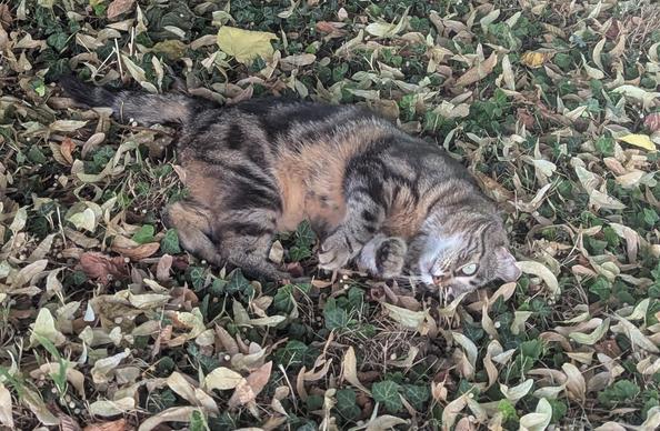 Un chat au pelage marbré fauve et noir se roule par terre dans l'herbe rasé et sèche tapissée de feuilles de tilleul jaunies