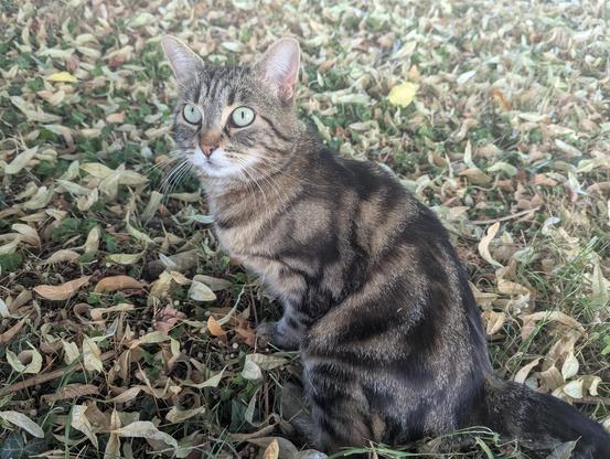 Le même chat est maintenant assis et regarde quelque part au-delà de la caméra avec de grands yeux jaune clair, de la même couleur que les feuilles au sol