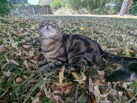 Le même chat est couché par terre sur le côté et regarde en haut.
